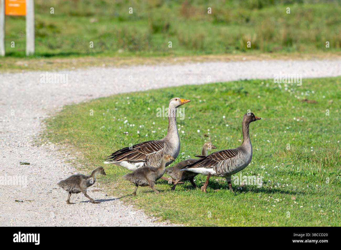 Greylag goose / graylag geese (Anser anser) family with three goslings crossing path in spring Stock Photo