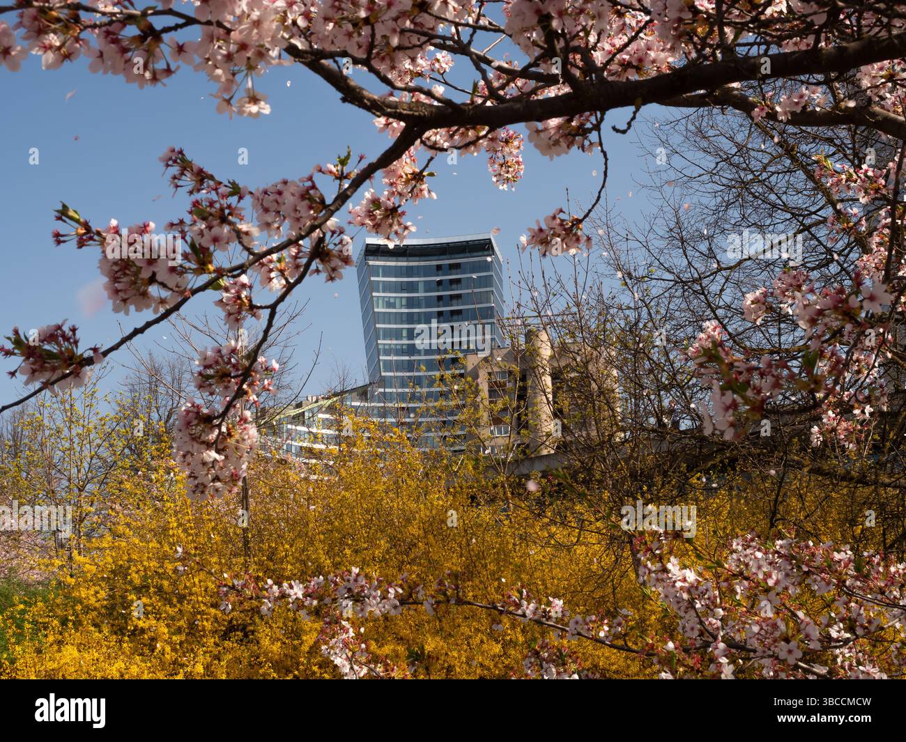 Modern Skyscraper Behind Blooming Sakura Trees in Vilnius, Lithuania ...