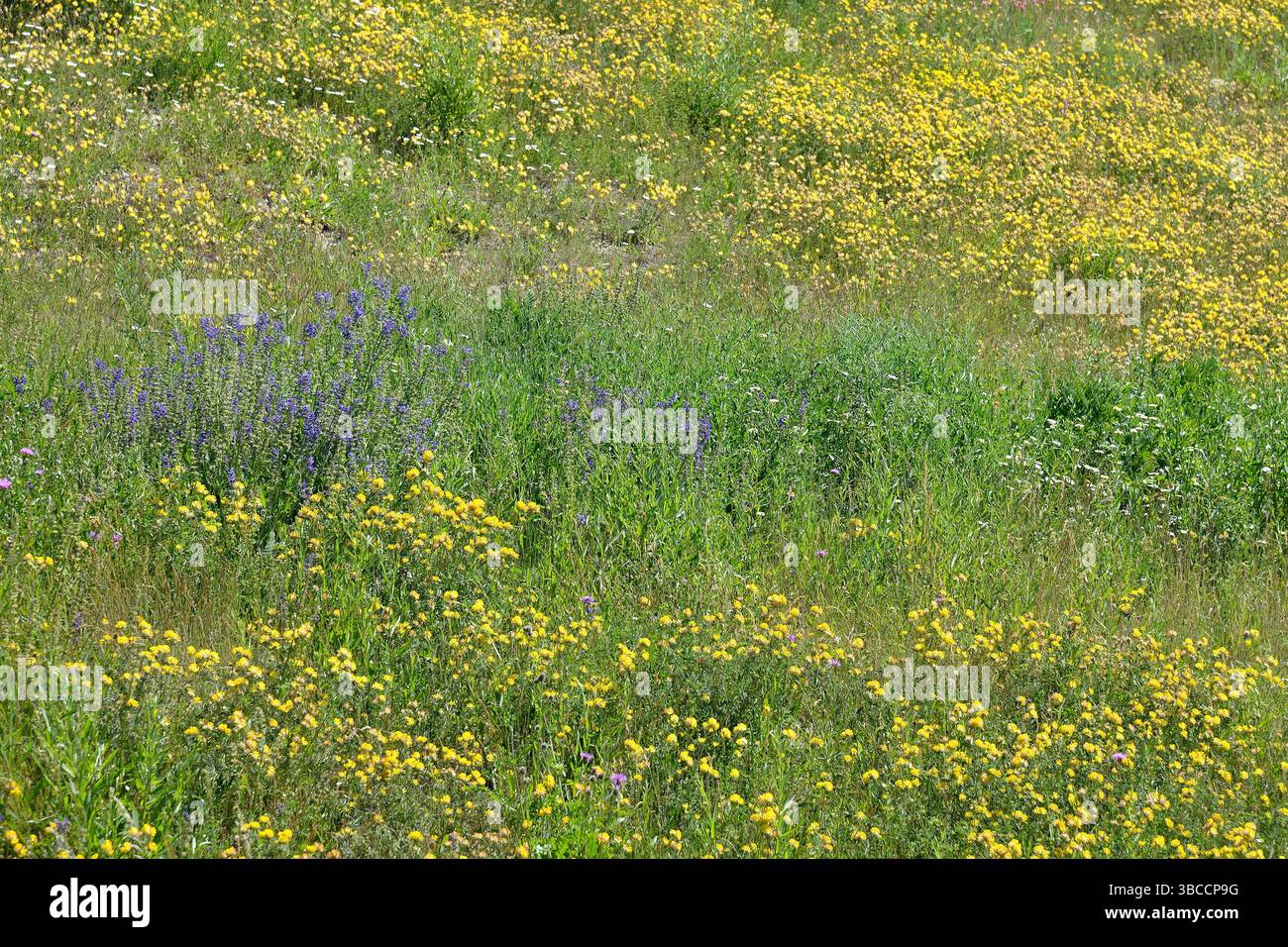 Natural spring setting hi-res stock photography and images - Alamy