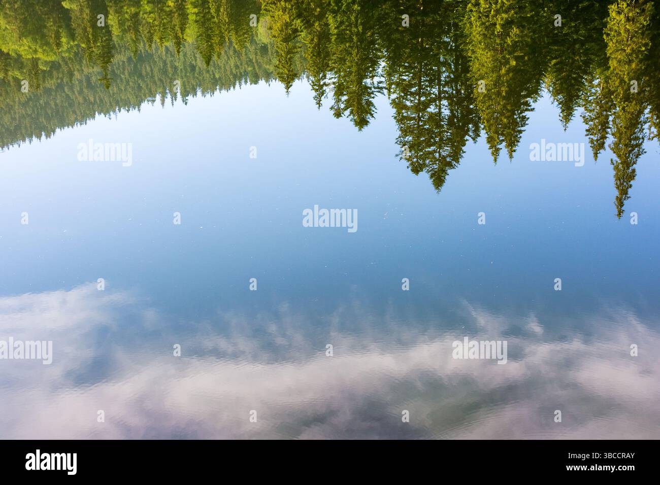 coniferous forest reflection on the lake surface. calm water. nature background of synevyr national park of ukraine on a sunny morning in summer. gree Stock Photo