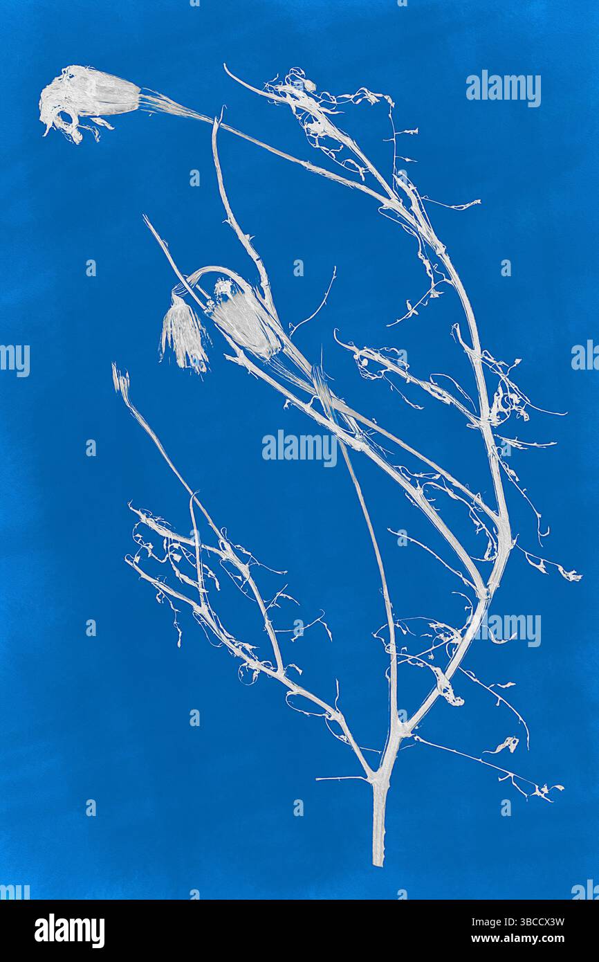 Monochrome image of dead plants on a blue background. Stock Photo