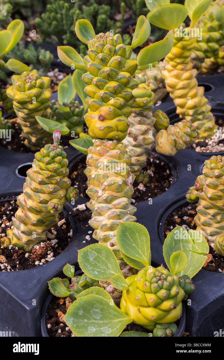 Monadenium ritchiei hi-res stock photography and images - Alamy