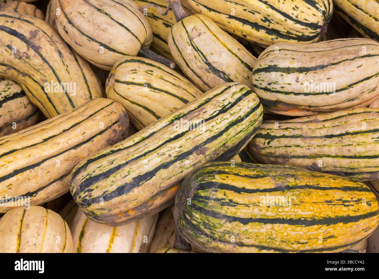 Harvested Cucurbita pepo 'Delicata' - Squash tossed in a bin in autumn. Stock Photo