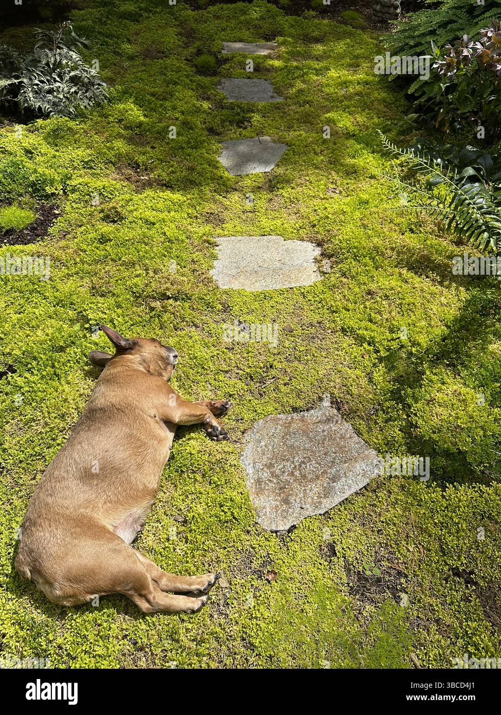 A French Bulldog sleeping on a bed of moss in a shade garden. Stock Photo