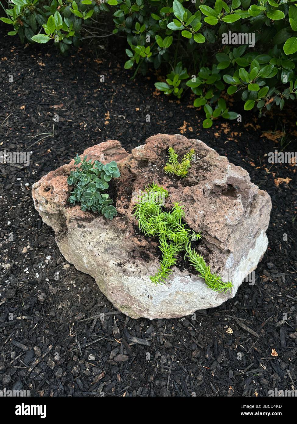 Pot rocks - volcanic rocks with holes - used in a garden as a planter for succulent plants. - Smartphone Captured Stock Image