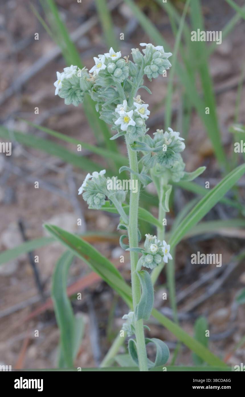 James' Cryptantha, Cryptantha cinerea Stock Photo