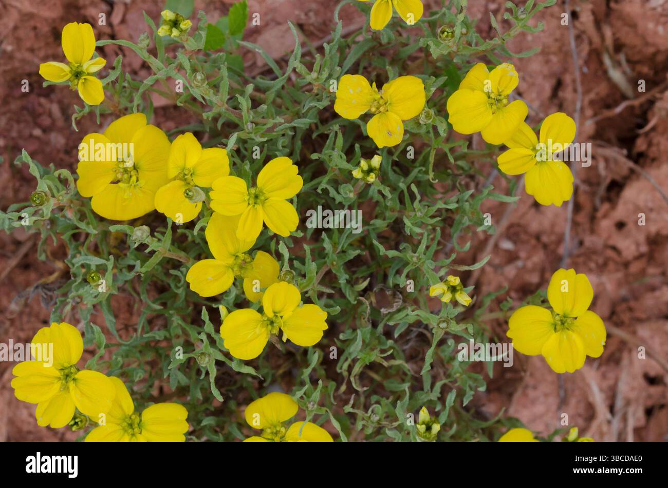 Prairie Zinnia, Zinnia grandiflora Stock Photo
