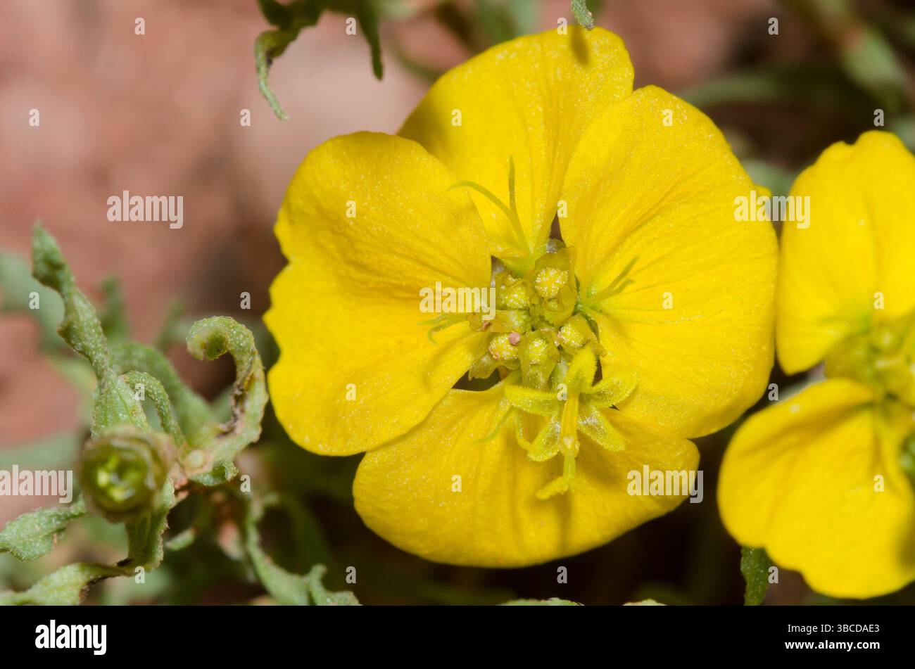 Prairie Zinnia, Zinnia grandiflora Stock Photo