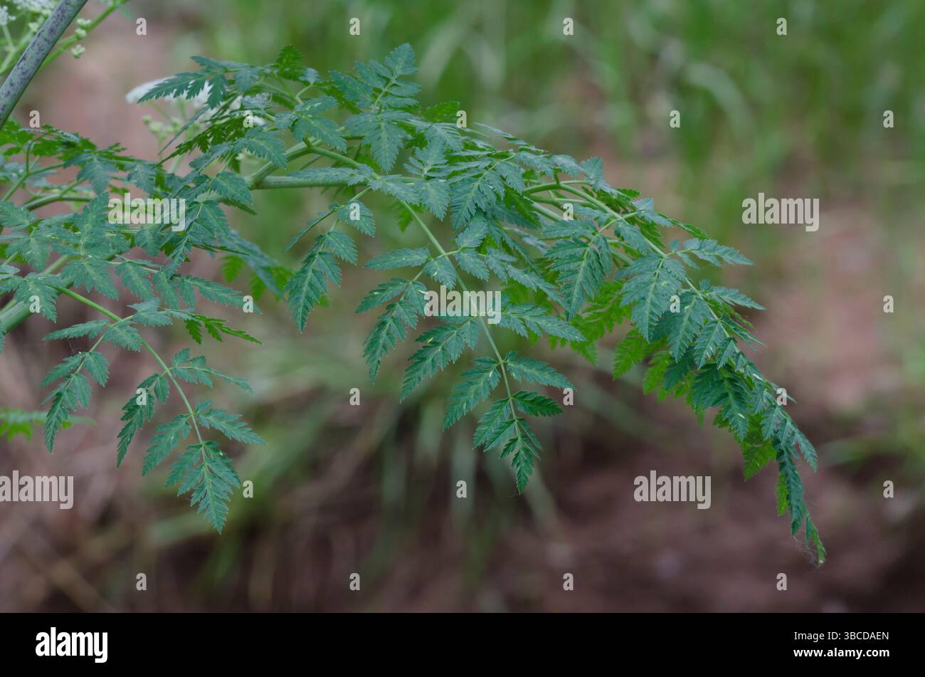 Poison Hemlock, Conium maculatum, leaves Stock Photo