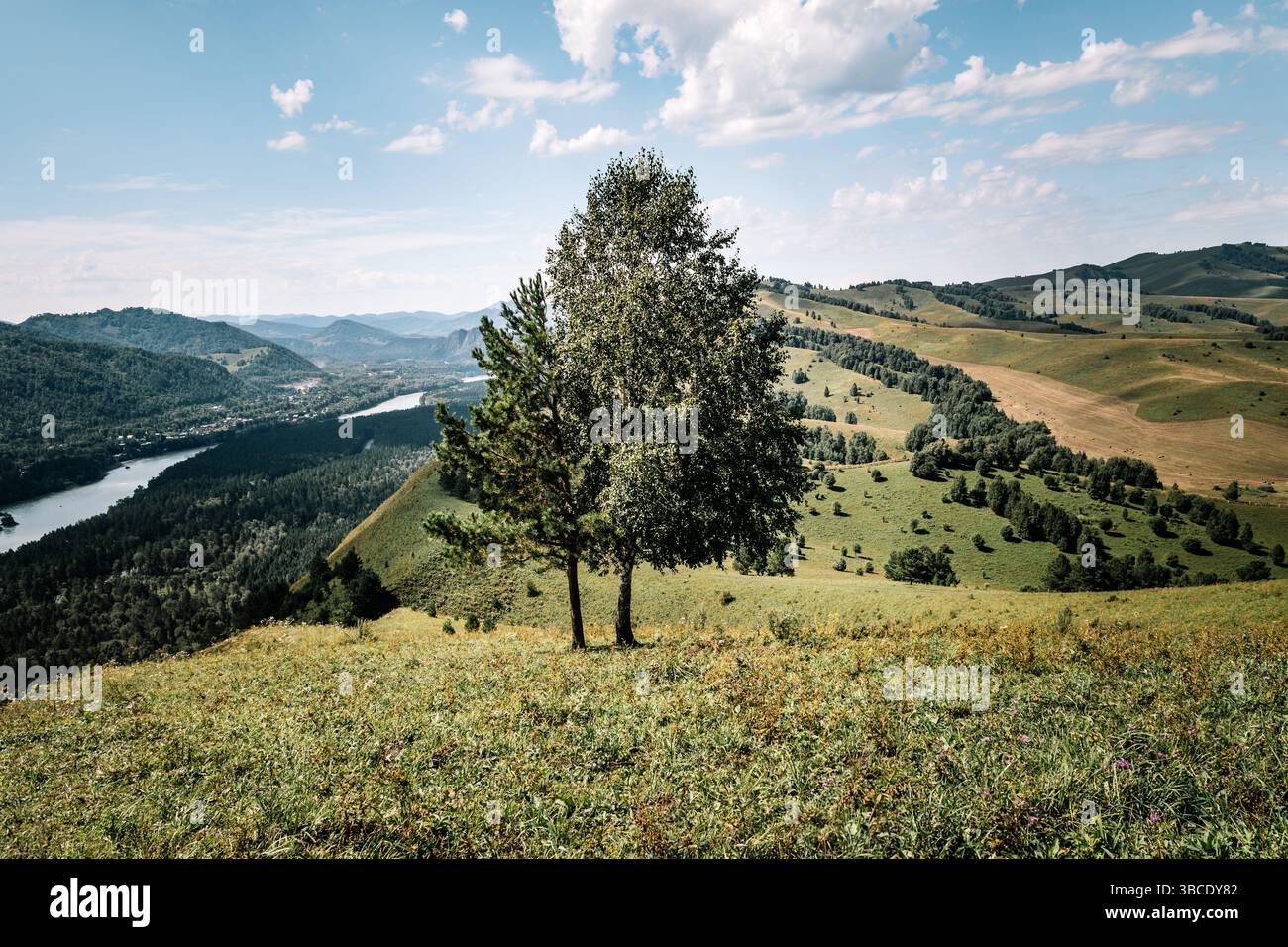 Green meadow against the backdrop of green hills. Blue sky with clouds. Journey into the wild. a lonely tree on a hillside. Stock Photo