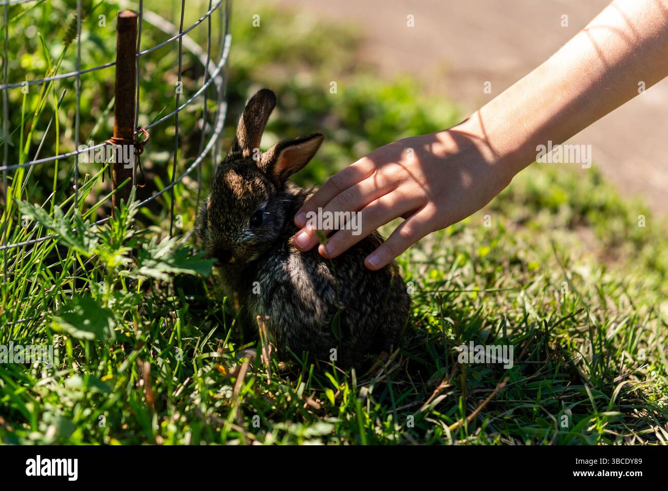 A child hand touching a dwarf rabbit at a petting zoo Stock Photo - Alamy