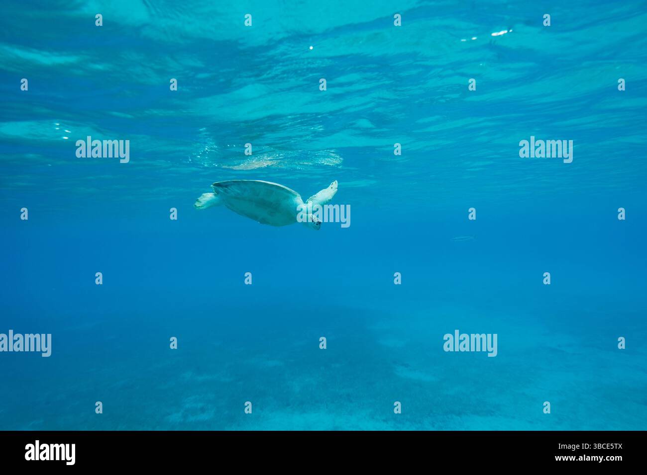 Sea turtle swimming peacefully in clear blue ocean water Stock Photo ...