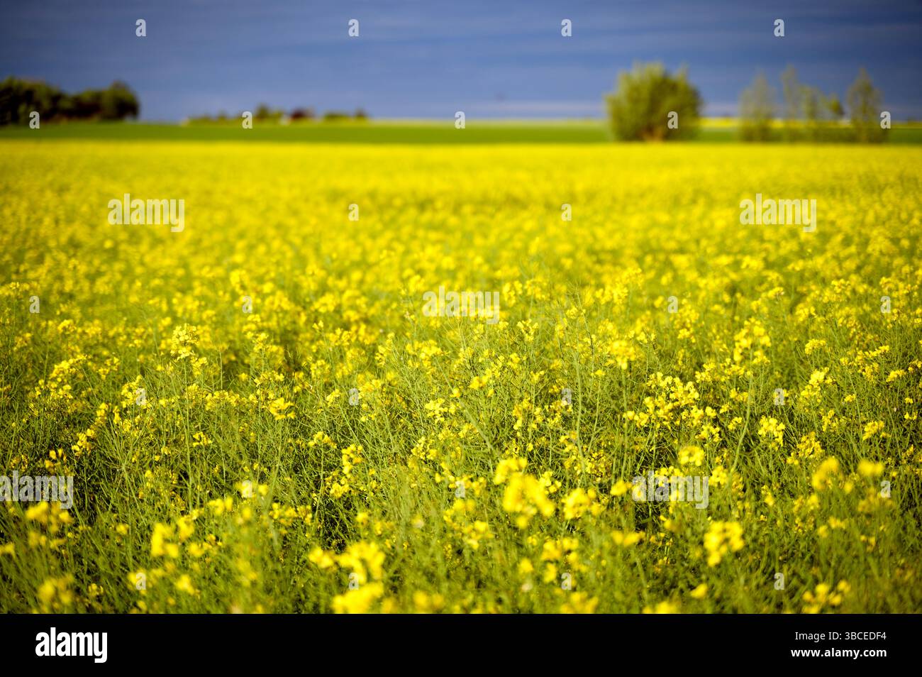Beautiful raps field and a stormy dark sky. Agriculture. Skane, Sweden ...