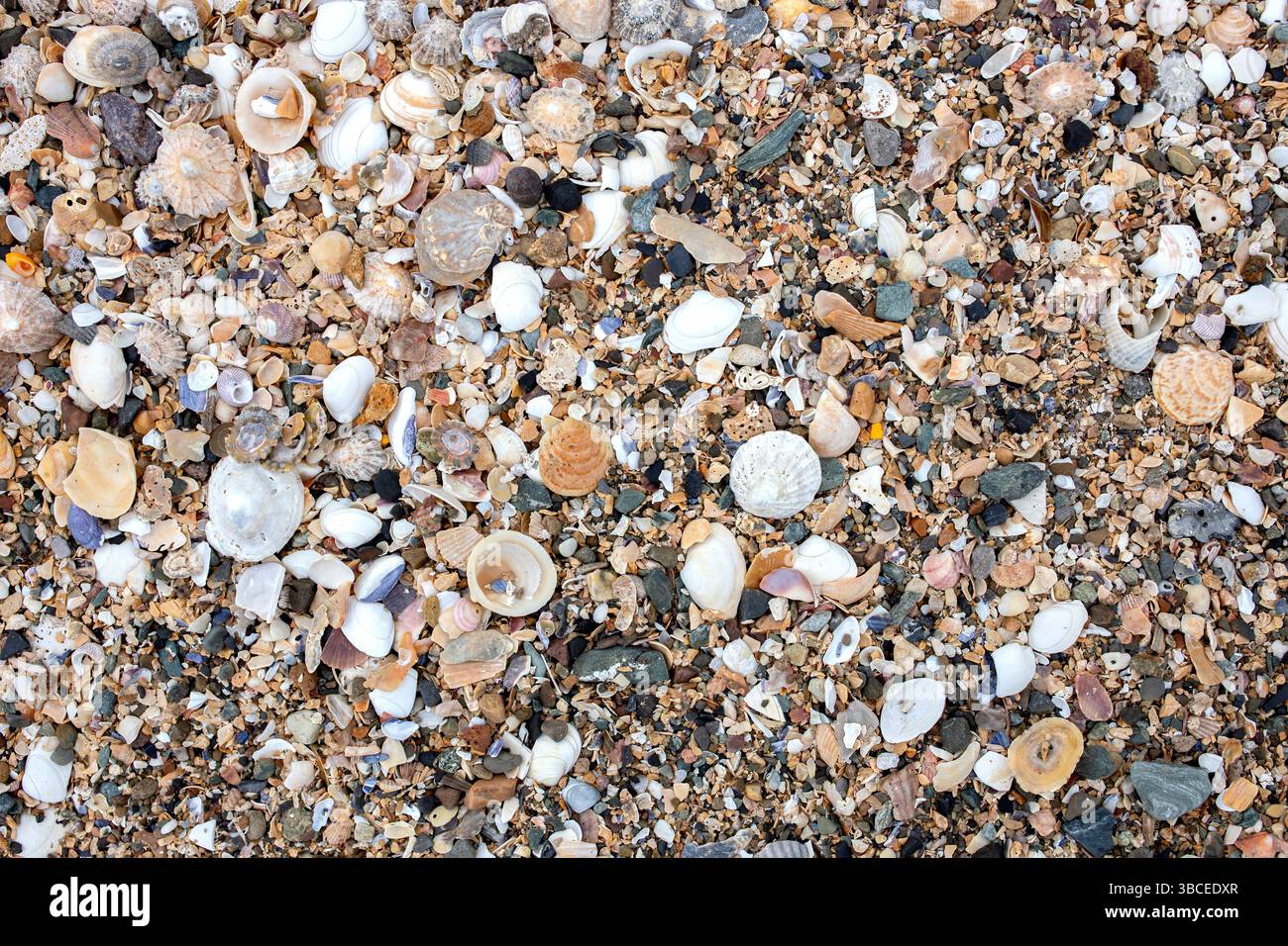 Shells And Rocks Close-up of shells and small tones, rocks and pebbles on the shoreline ...