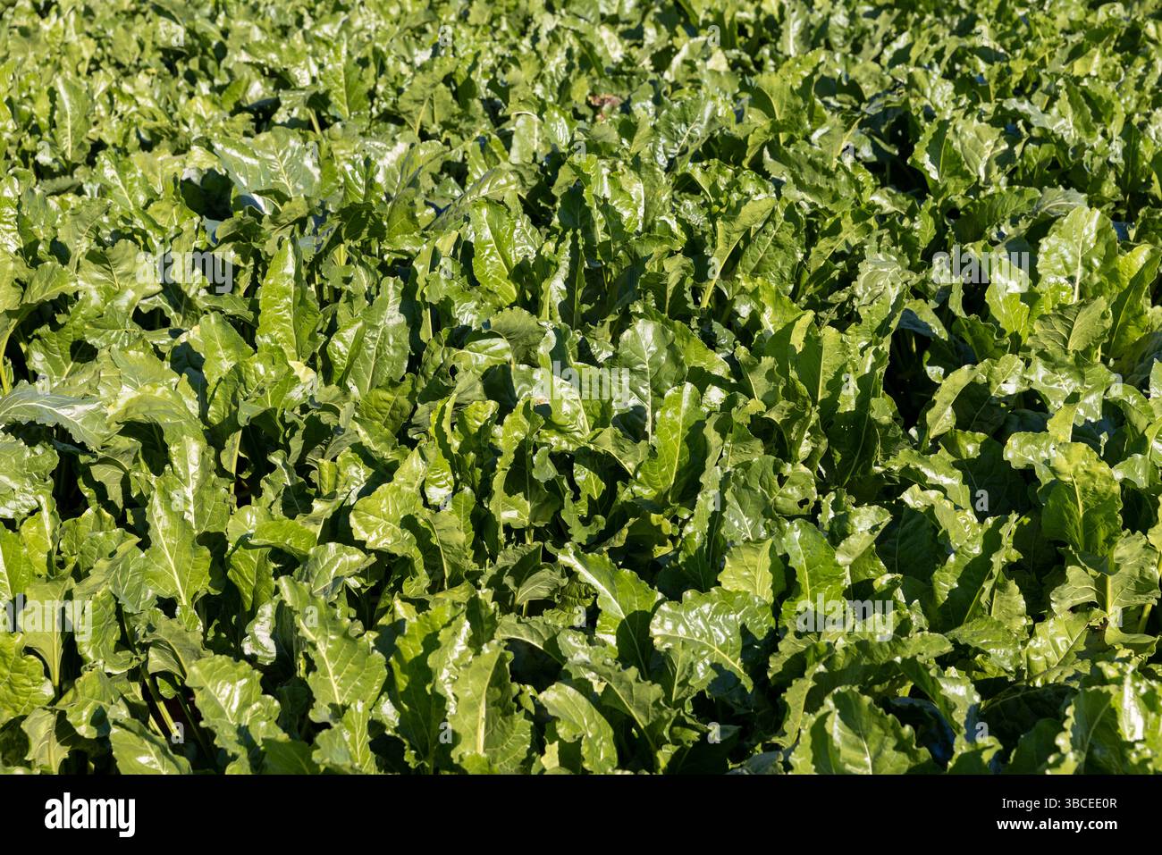 Green tops of sugar beet in the field, cultivation of sugar beet for ...