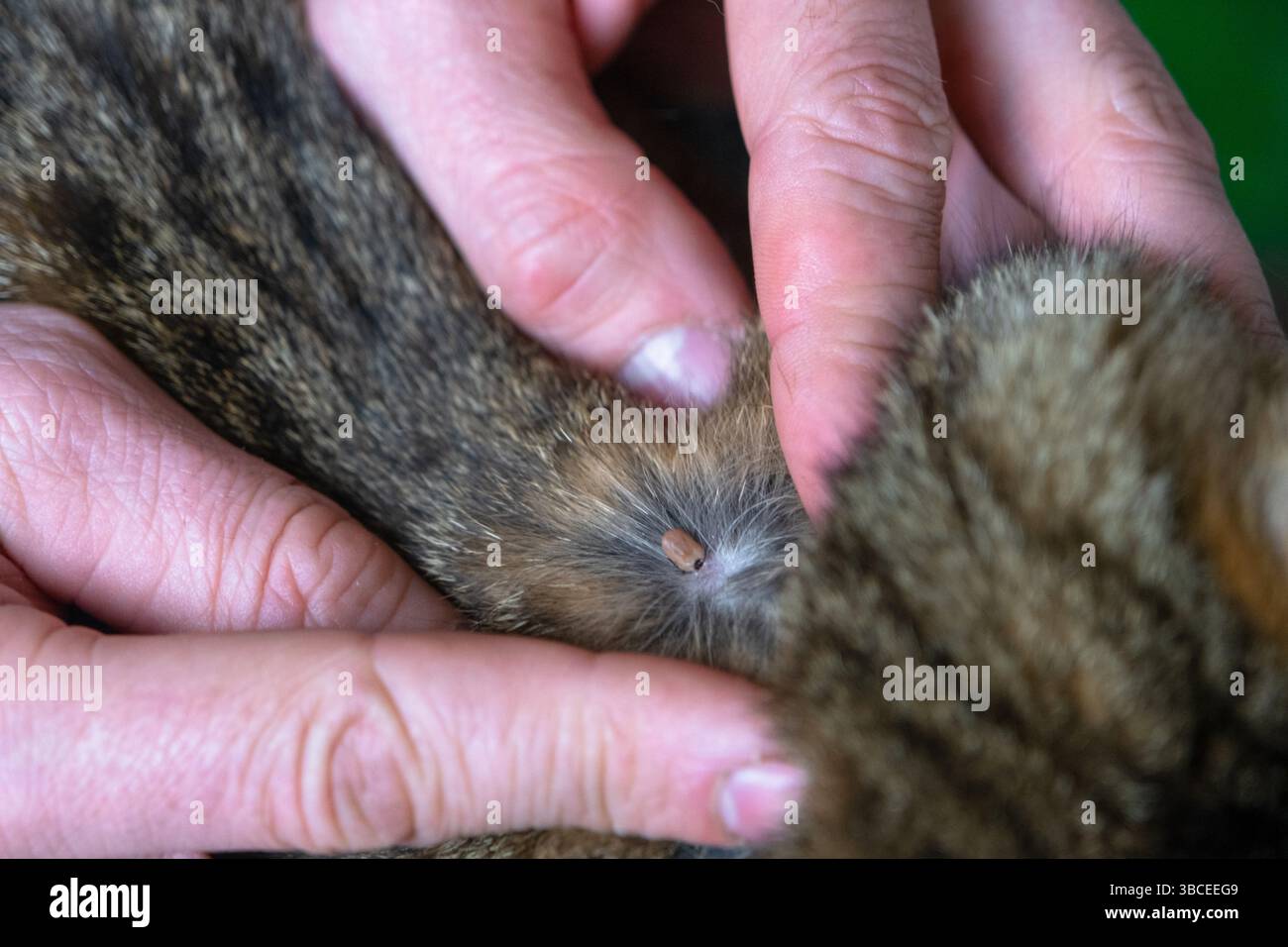 Image showcasing The tick bit into the skin of the cat under the fur, removing the tick ...