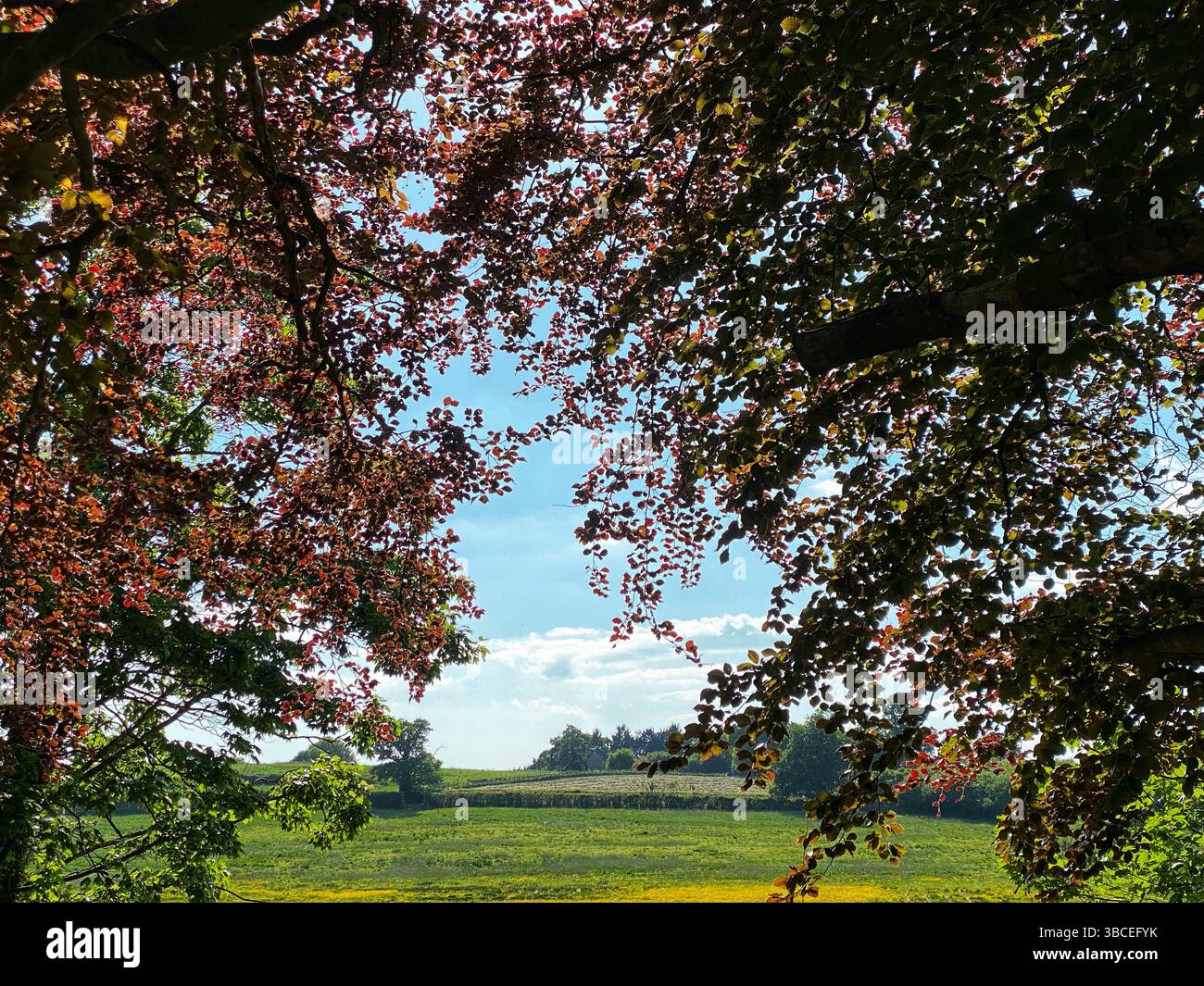 Copper beech tree framing a rural landscape - Smartphone Captured Stock Image