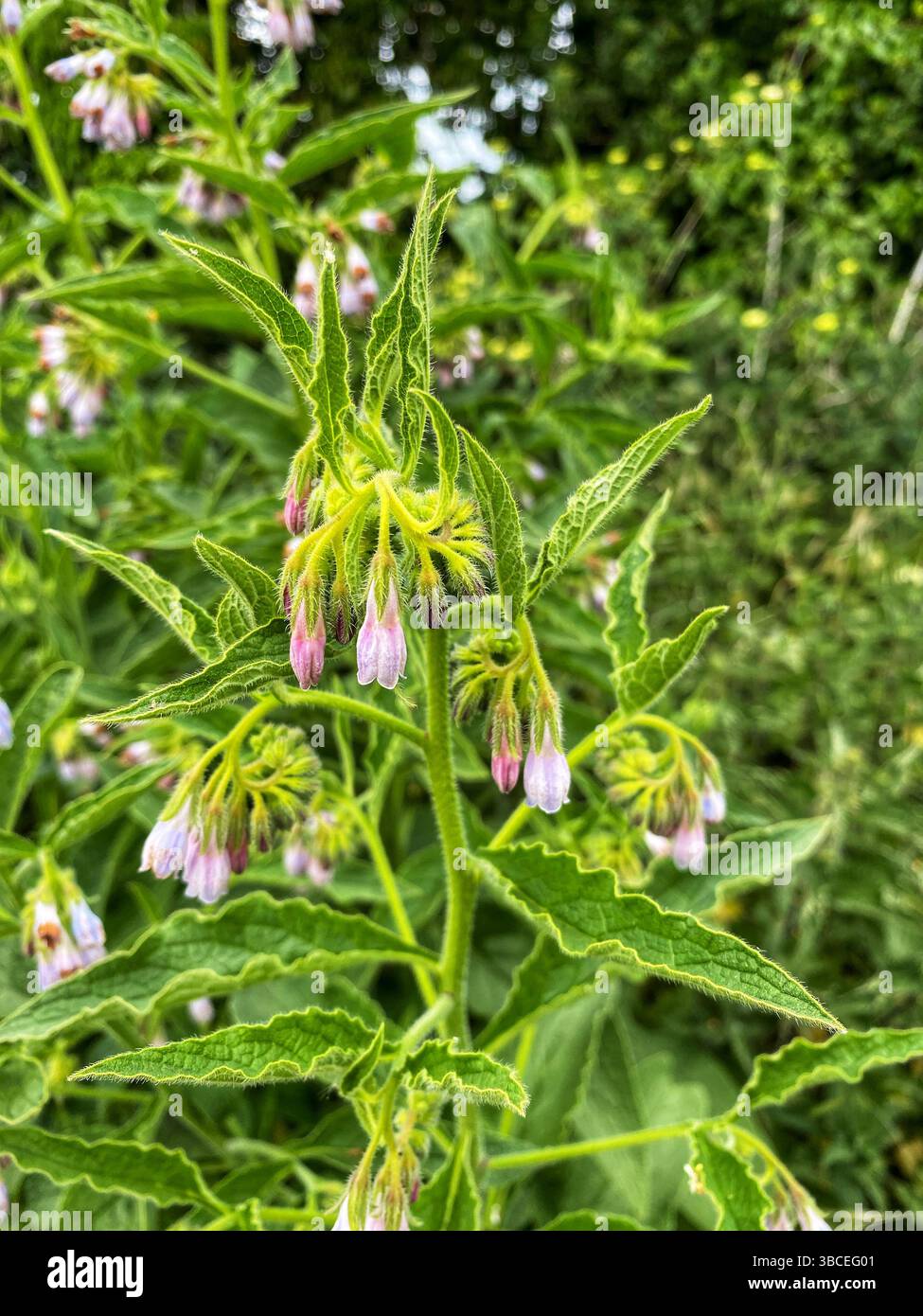 Common Comfry - Smartphone Captured Stock Image