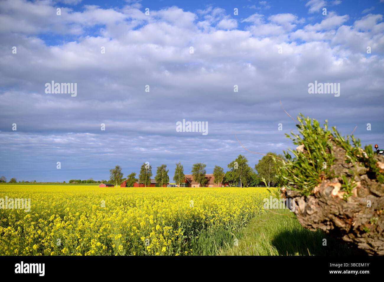 A raps field and a stump. stormy dark sky. Agriculture. Skane, Sweden ...