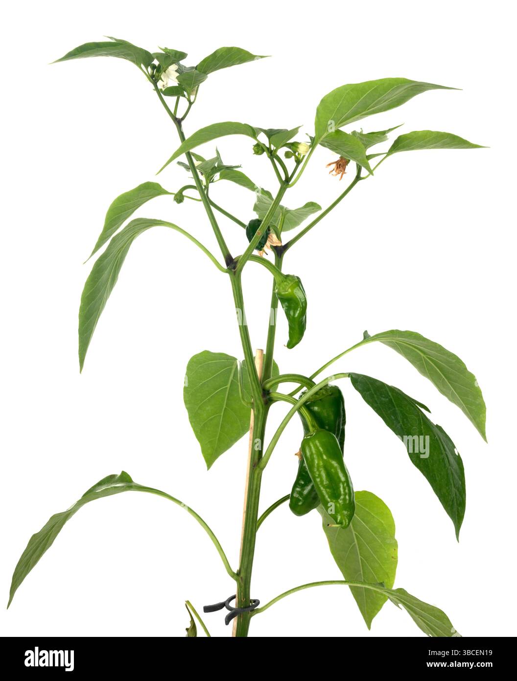 plant of Bell pepper in front of white background Stock Photo - Alamy