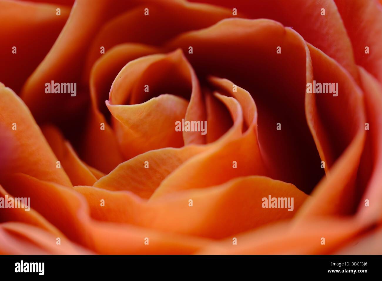Soft closeup of orange rose petals in bloom spiral Stock Photo