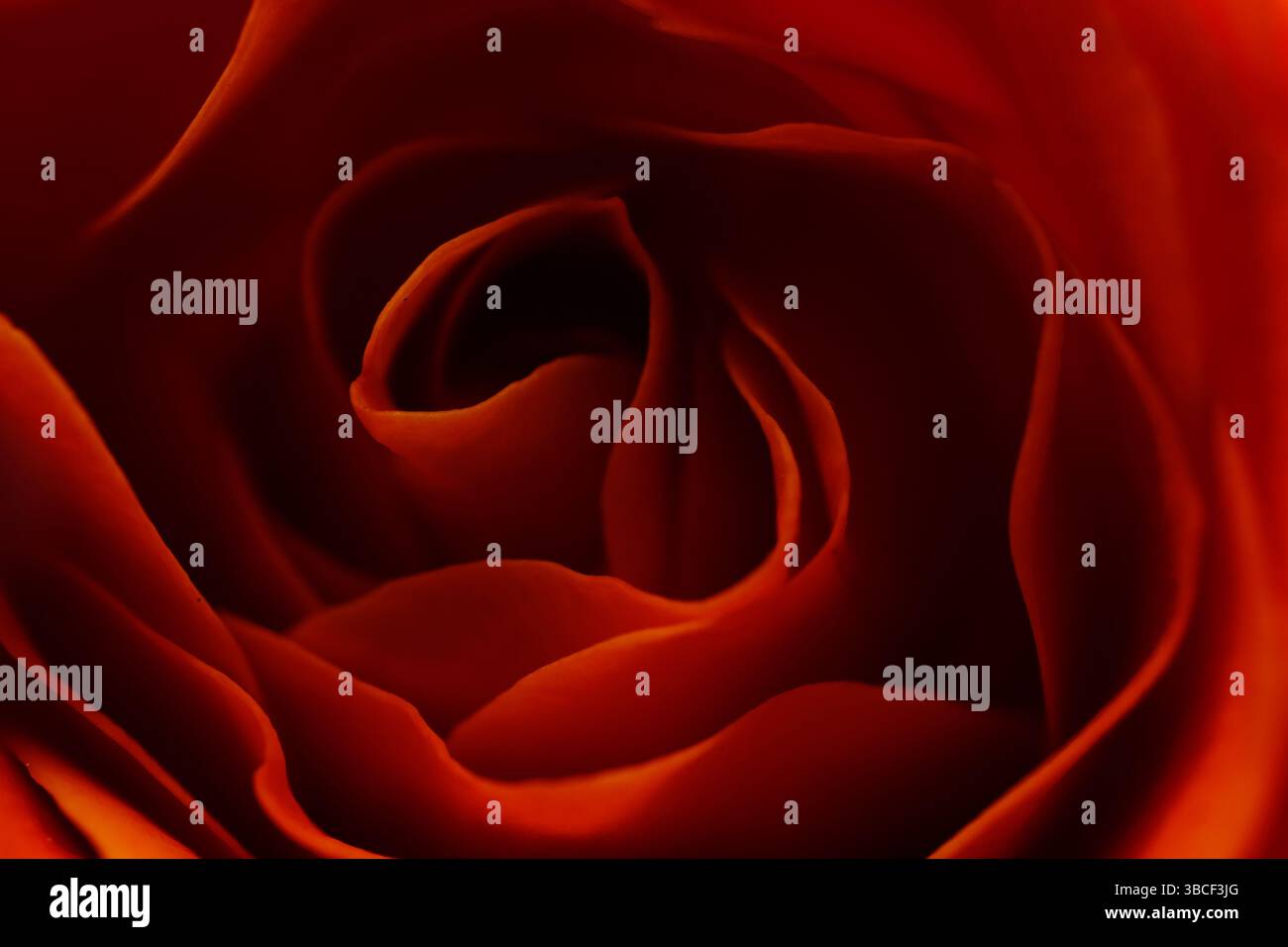 Soft closeup of orange rose petals in bloom spiral Stock Photo