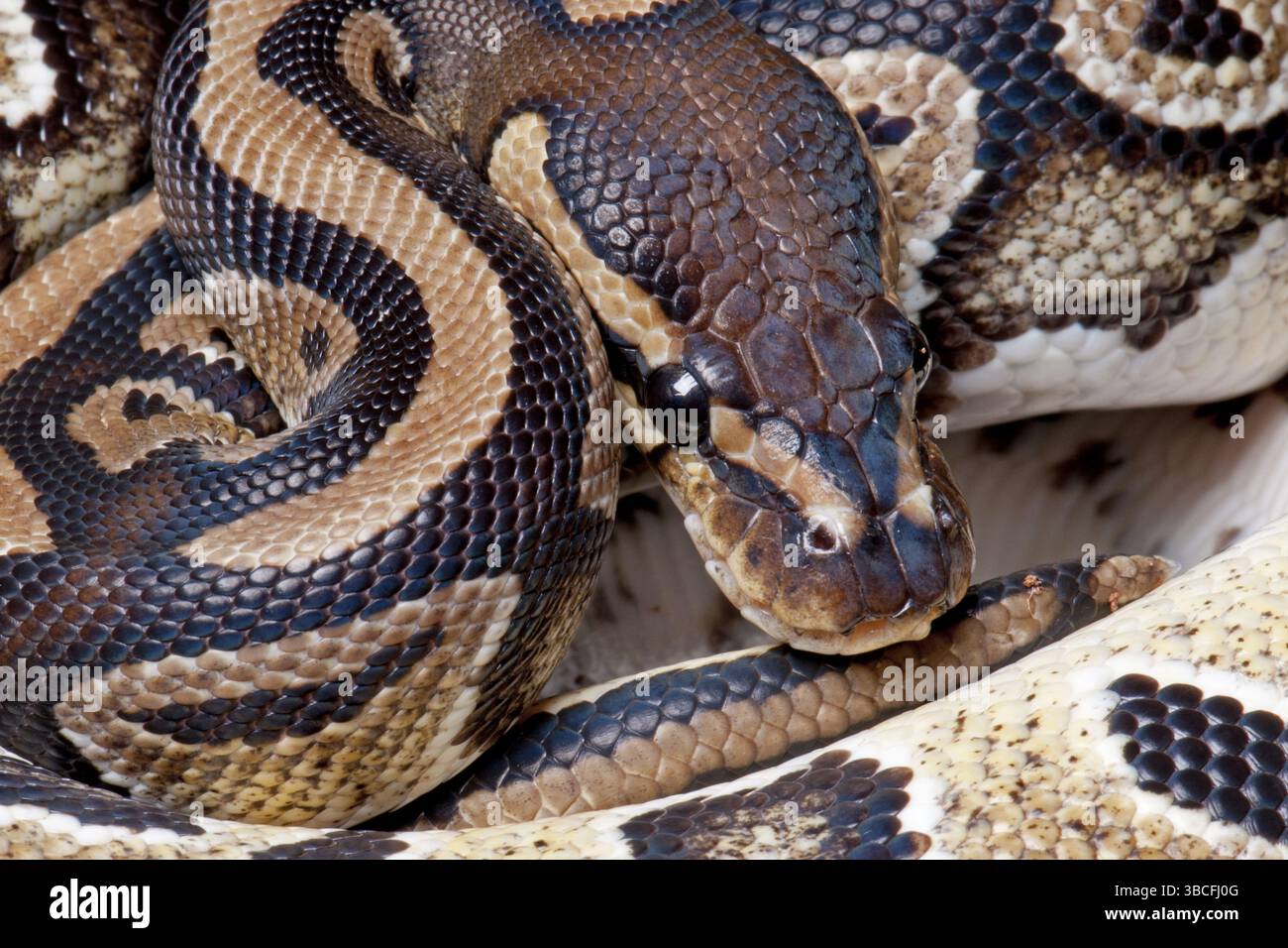 Royal Python (Python regius Stock Photo - Alamy