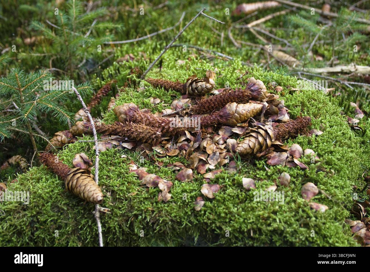 Spruce cones eaten by Red Squirrel (Sciurus vulgaris), Bavaria, Germany (Picea abies) Stock Photo