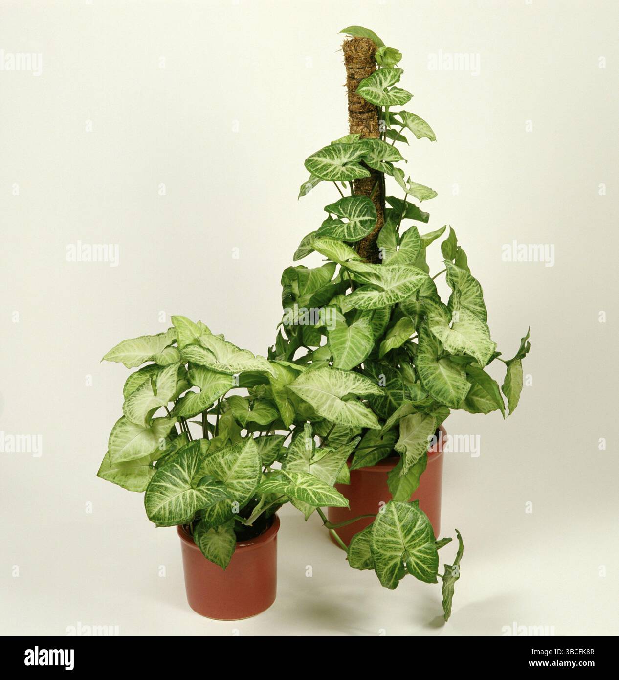 Arrowhead Vine (Syngonium podophyllum), purple violet, ornamental plants, ornamental arum, Araceae, flowerpot, cutout, object, square, indoor, studio Stock Photo