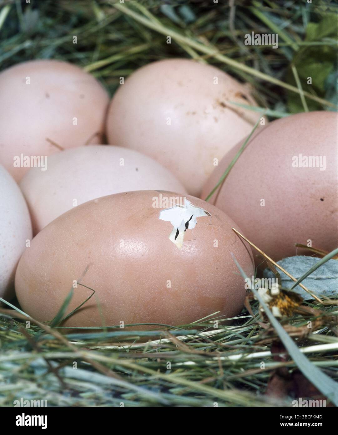 Chicken eggs in nest, pecked, beginning of hatching Stock Photo - Alamy