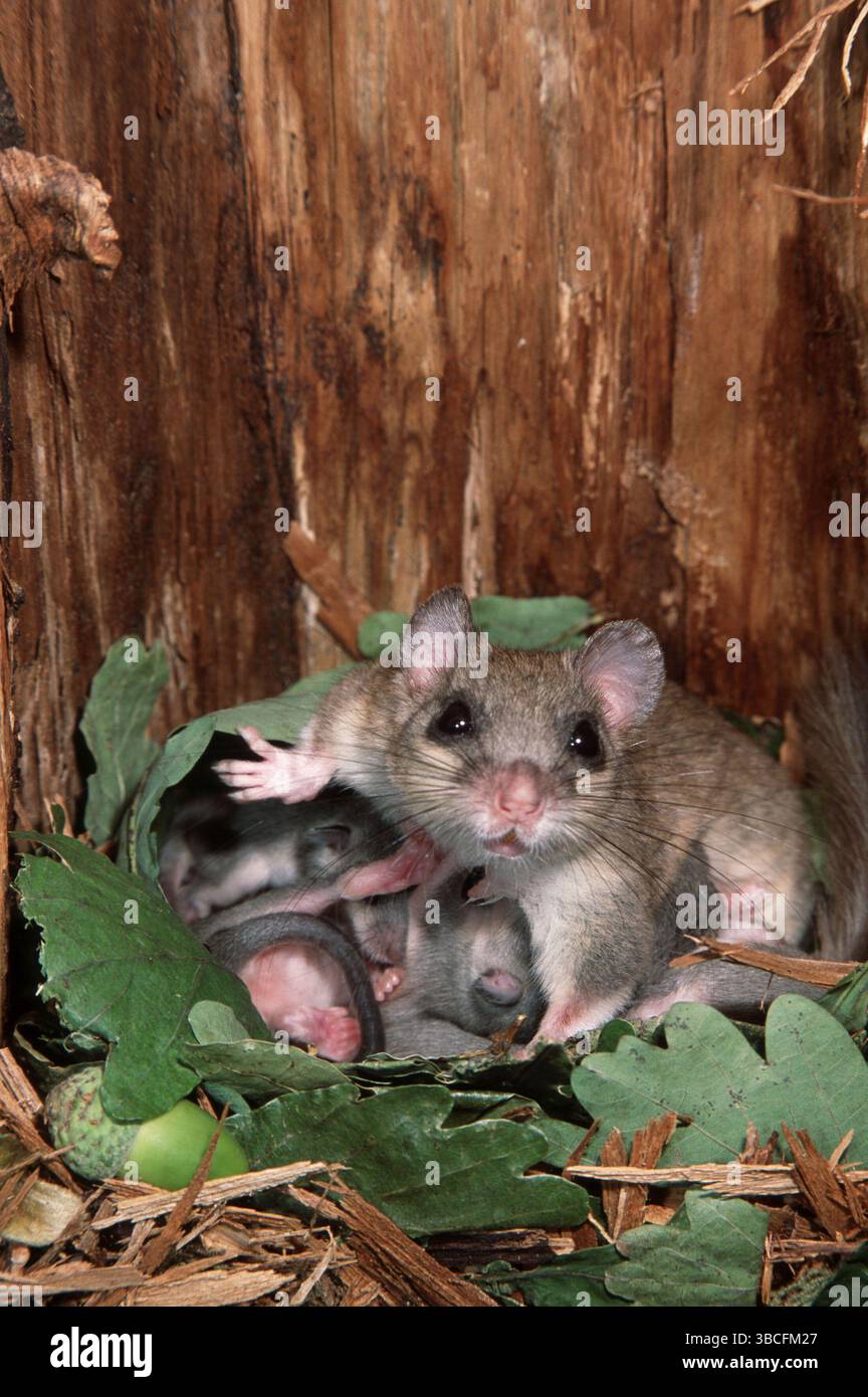 edible-dormice-glis-glis-female-with-youngs-in-nest-germany-europe