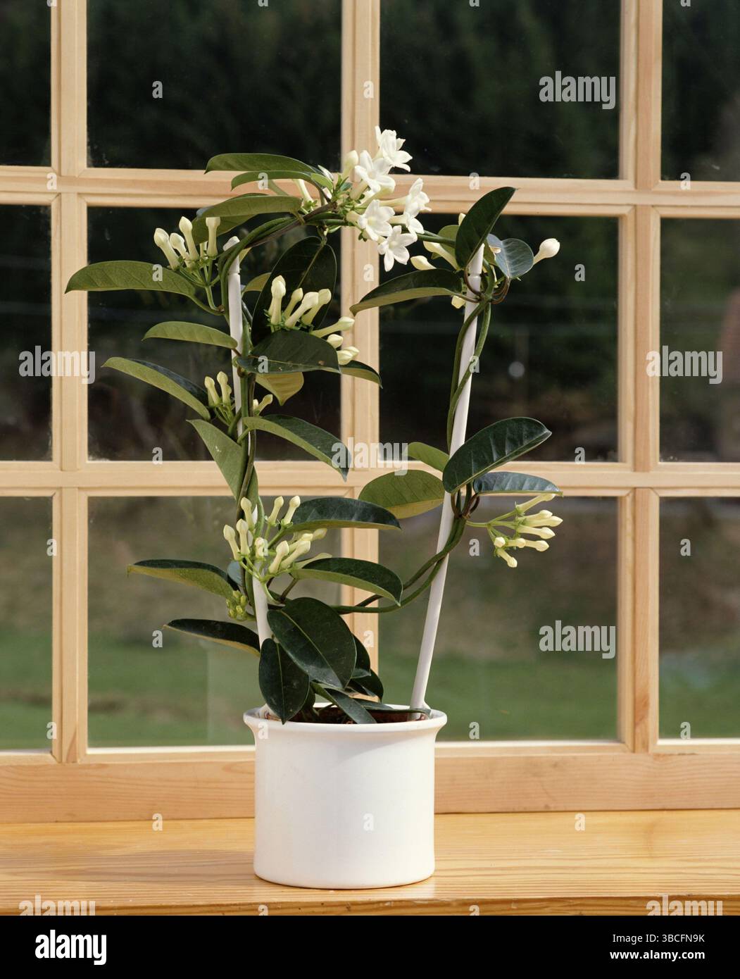 Stephanotis flower hi-res stock photography and images - Alamy
