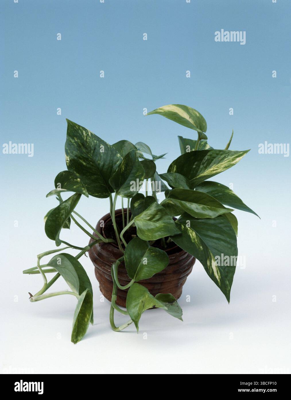 Scindapsus aureus hi-res stock photography and images - Alamy
