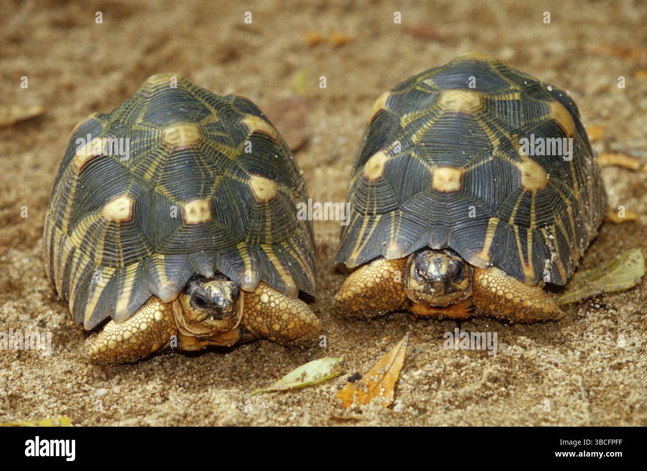 Madagascar Radiated Tortoises, Madagascar (Geochelone radiata ...