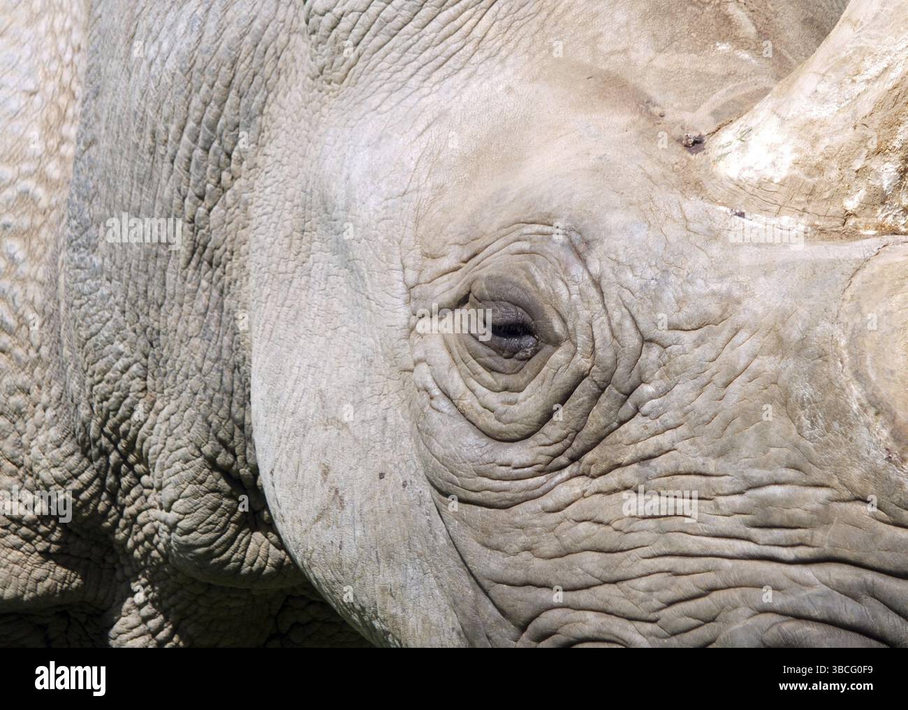 Rhino horn eye detail hi-res stock photography and images - Alamy, image size:1300x1016