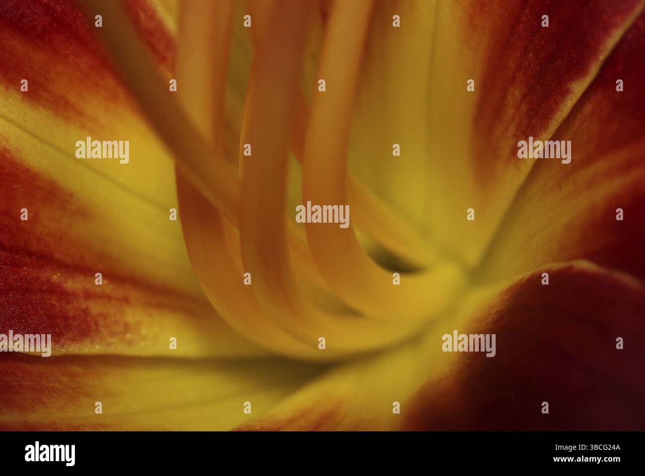 Flower Base Examples Flower base of a daylily Stock Photo - Alamy