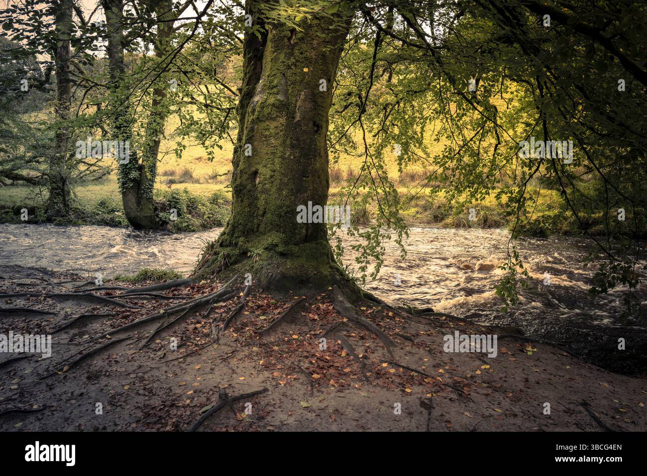 Golitha Falls.  The moss covered trunk of a Beech tree Fagus sylvatica in the atmospheric ancient Draynes Wood on Bodmin Moor in Cornwall in the UK. Stock Photo
