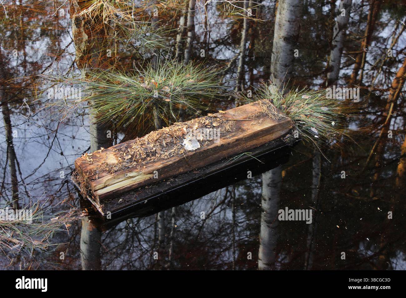 Floating log in reflective forest swamp water, surrounded by pine needles and tree reflections. Tranquil nature scene with earthy textures Stock Photo