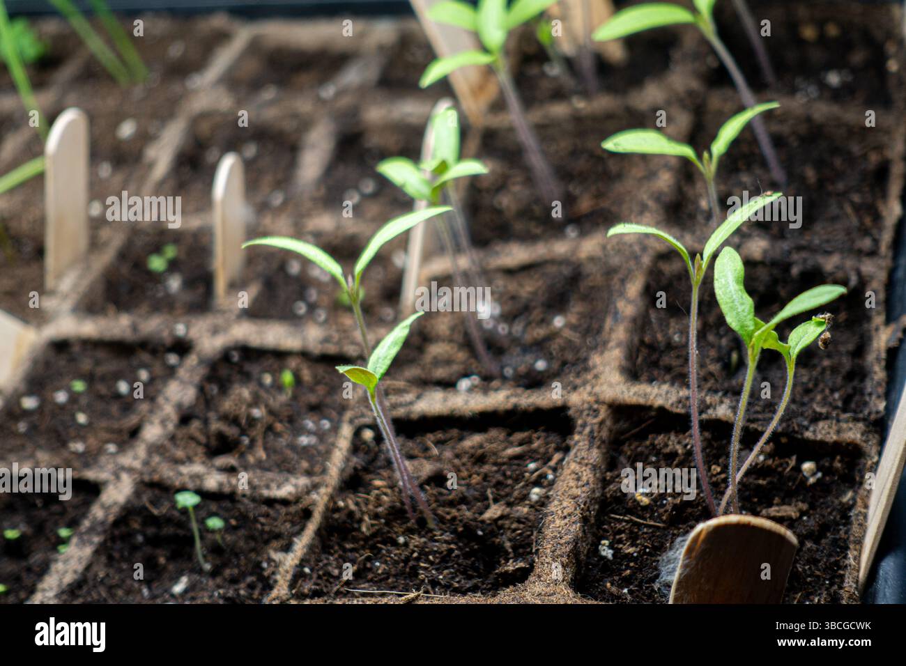 Egg carton seedlings hi-res stock photography and images - Alamy