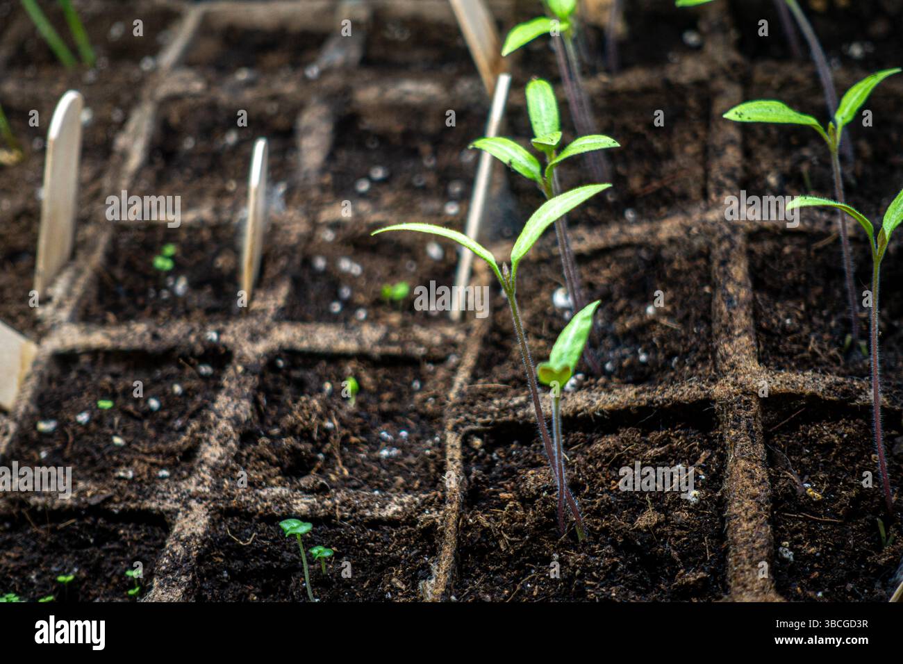 Egg carton seedlings hi-res stock photography and images - Alamy