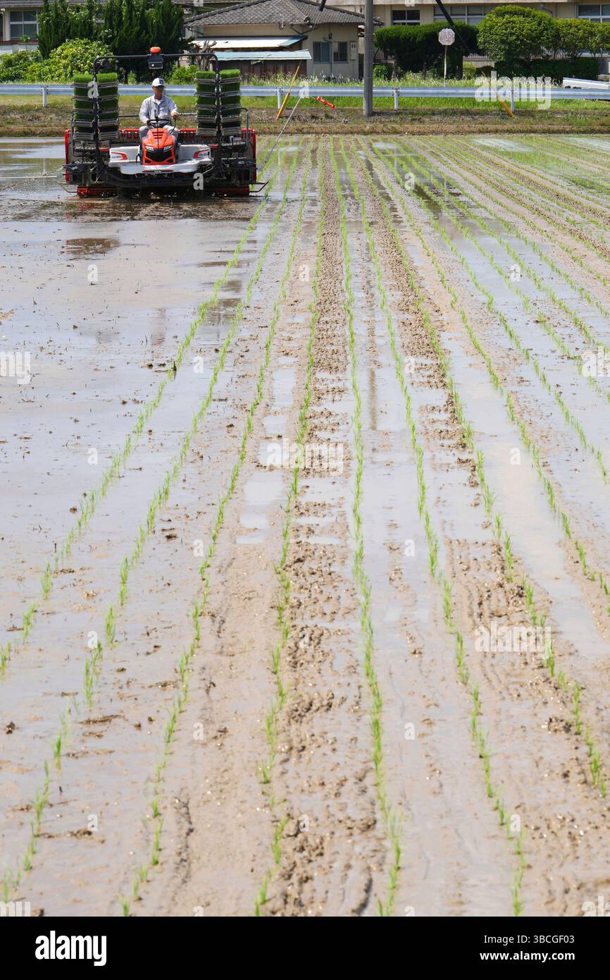 A photo shows rice planting using an autonomous rice planting machine ...