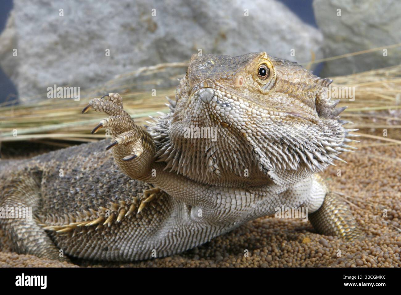 Bearded Dragon, calming signal to conspecifics (Pogona vitticeps), agamids Stock Photo