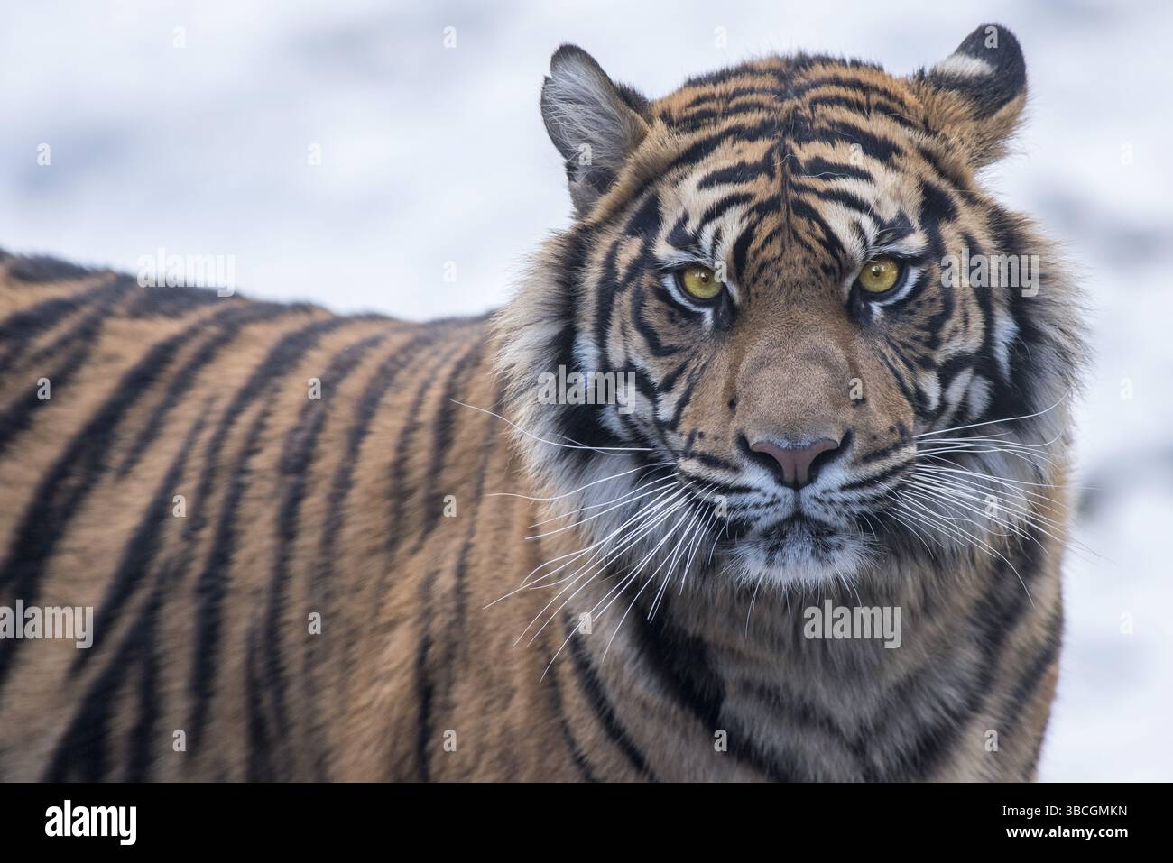 Close up beautiful angry big tiger isolated on black background Stock Photo  - Alamy, image size:1300x957