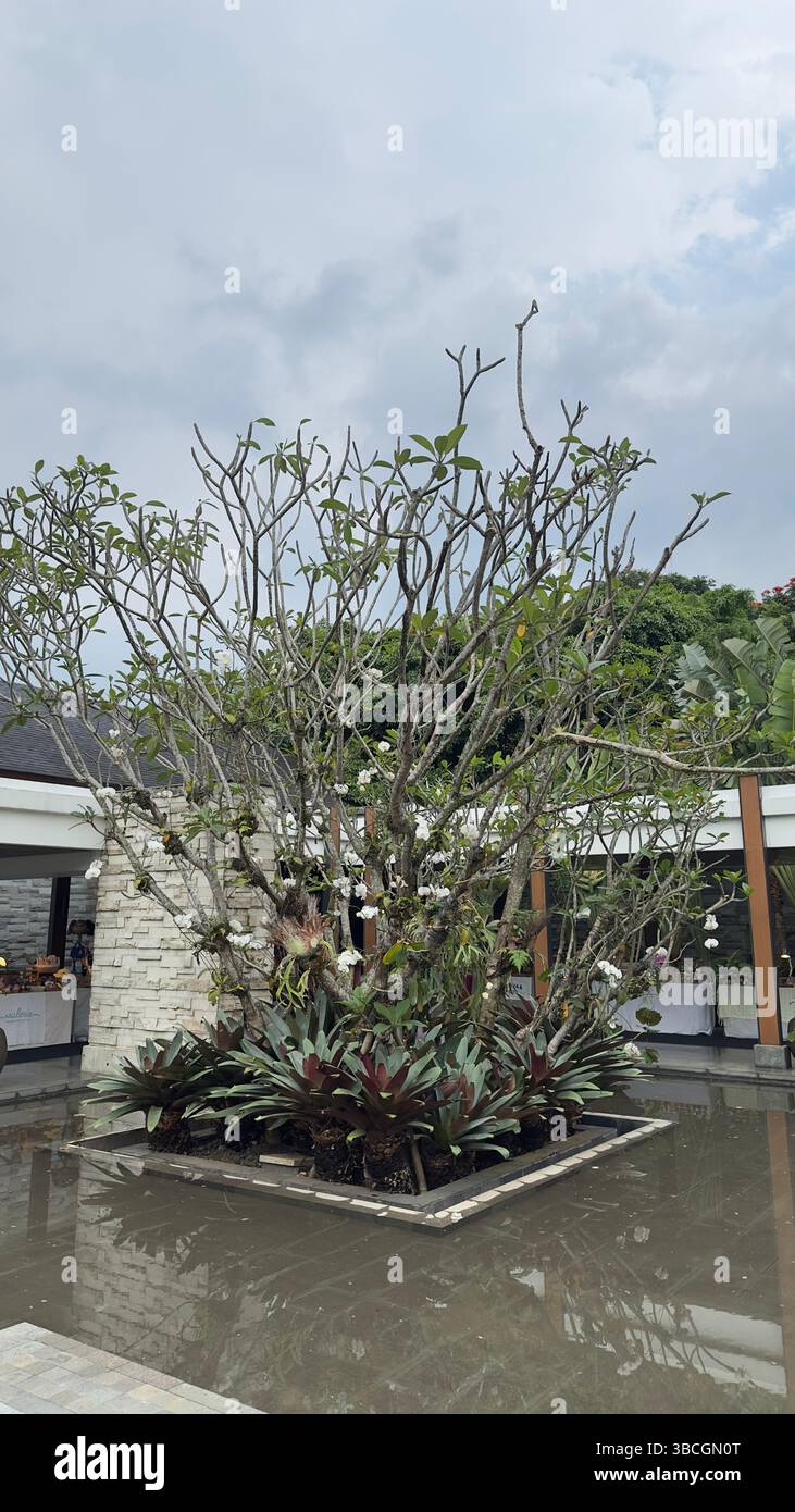 Frangipani Plant (scientific name: Plumeria spp.) - Smartphone Captured Stock Image