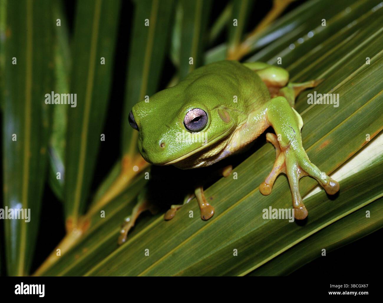 White's Tree Frog (Litoria caerulea), Australia, Oceania Stock Photo ...