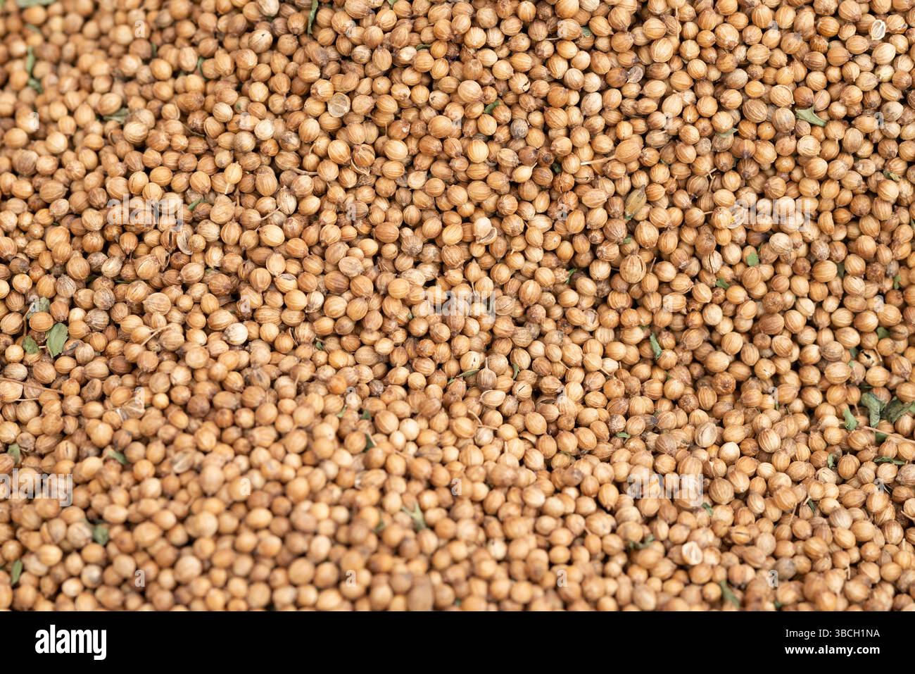 Spices, Coriander Seeds Stock Photo