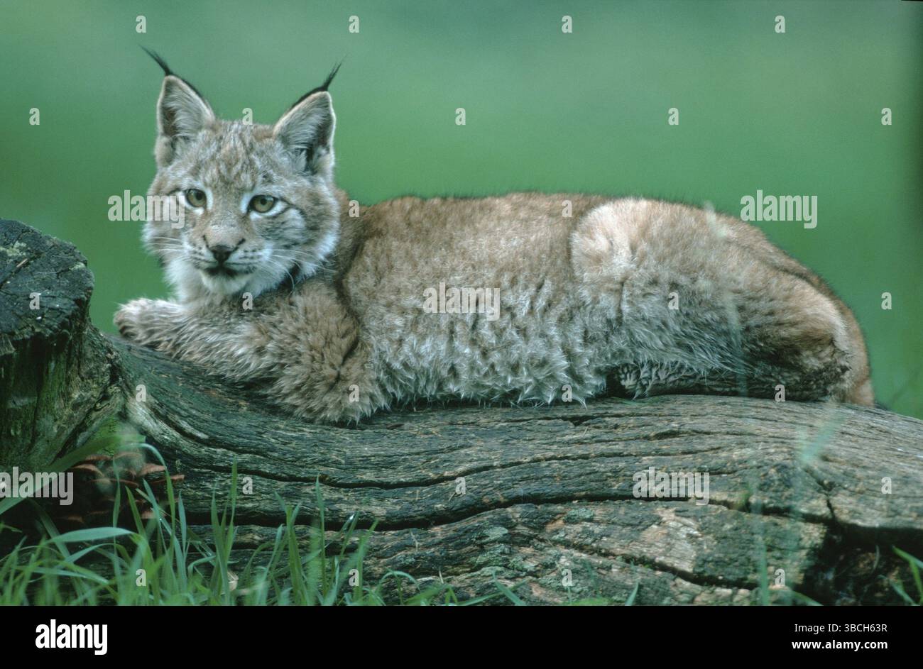 European Lynx young, Eurasian lynx (Lynx lynx) lynx, young, lateral ...