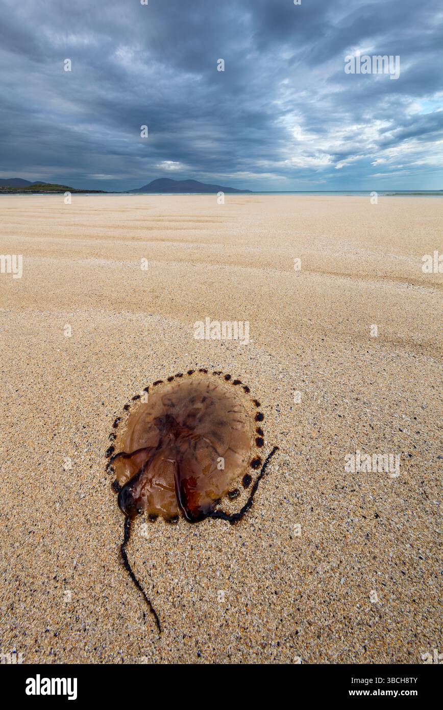 Stranded Compass jellyfish (Chrysaora hysoscella) on sandy beach at low tide, Traigh Losgaintir, Luskentyre, Isle of Harris, Outer Hebrides, Scotland, Stock Photo