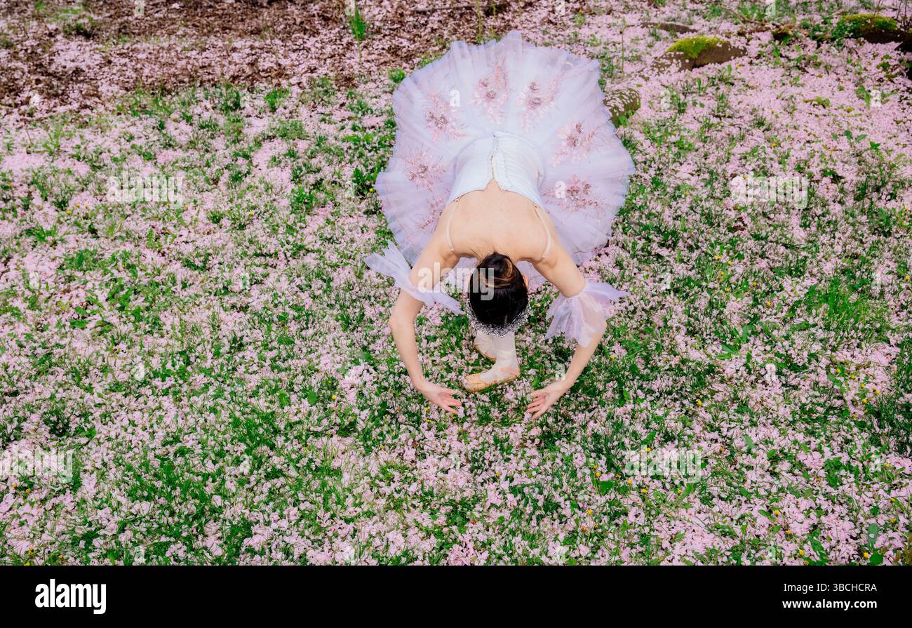 Ballerina in a delicate tutu gracefully poses amidst a field of pink blossoms. WA, USA Stock Photo