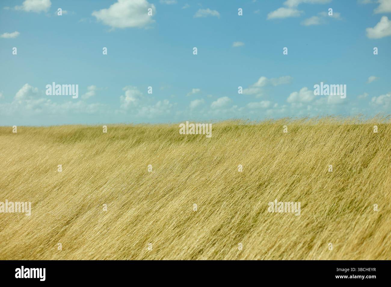 A vast field of golden grass under a blue sky with scattered white ...